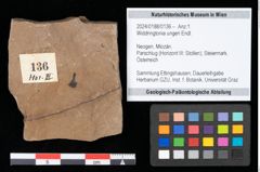 Foto (Objekt + Etikett) von Widdringtonia ungeri Endl. (NHMW-GEO-2024-0188-0136)